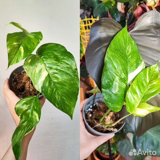 Комнатные растения ч. 5