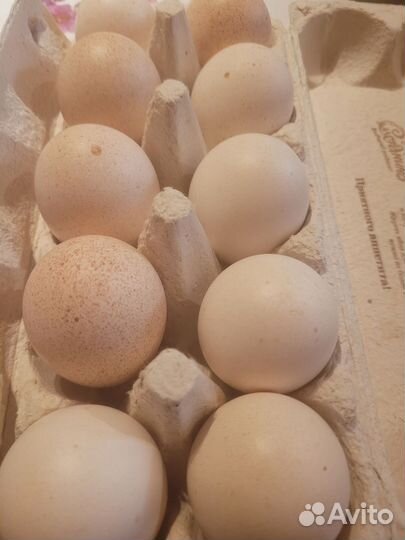 Индюшиное яйцо