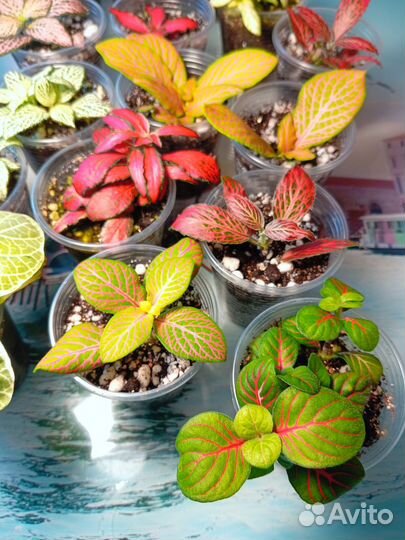 Фиттонии самые красивые сорта