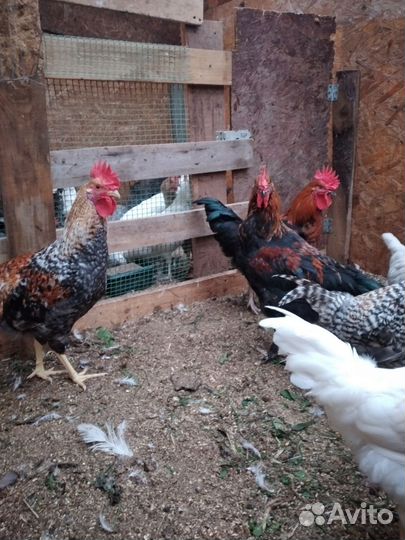 Цыплята кур несушек