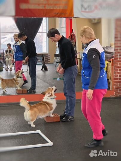 Дрессировка собак, груминг, акватренировки