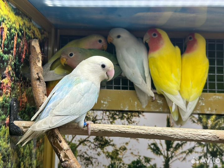 Попугай Неразлучники розовощекие