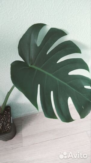 Монстера деликатесная