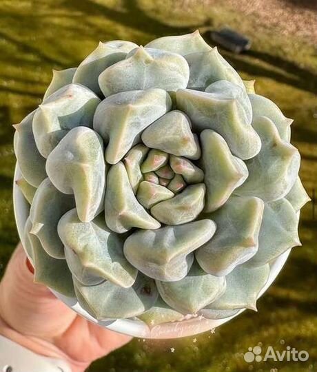 Echeveria thriller pearl, cream puff
