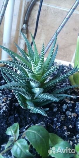 Суккуленты