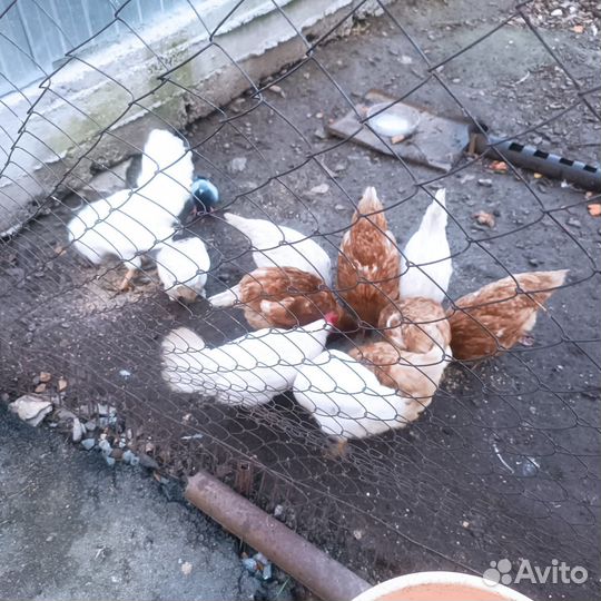 Куры несушки