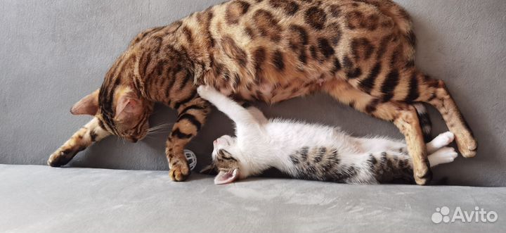 Бенгальская кошка девочка