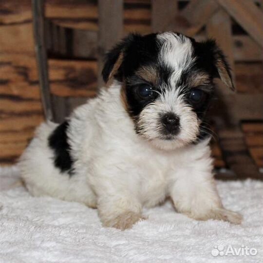 Бивер чистокровные щеночки