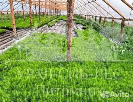 Сеянцы на лесовосстановление Горная сосна Мугус зк