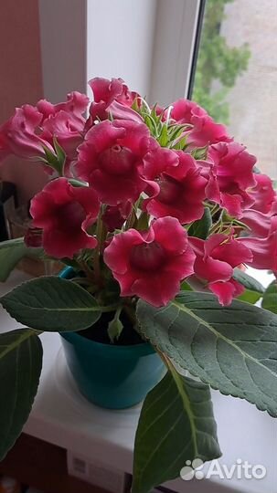 Глоксиния тидея