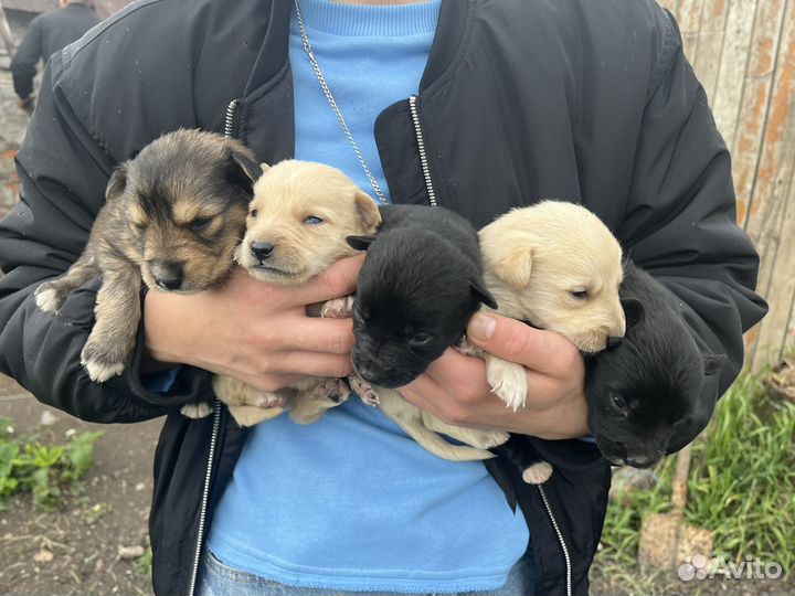Отдам в добрые руки щенков дворянской породы