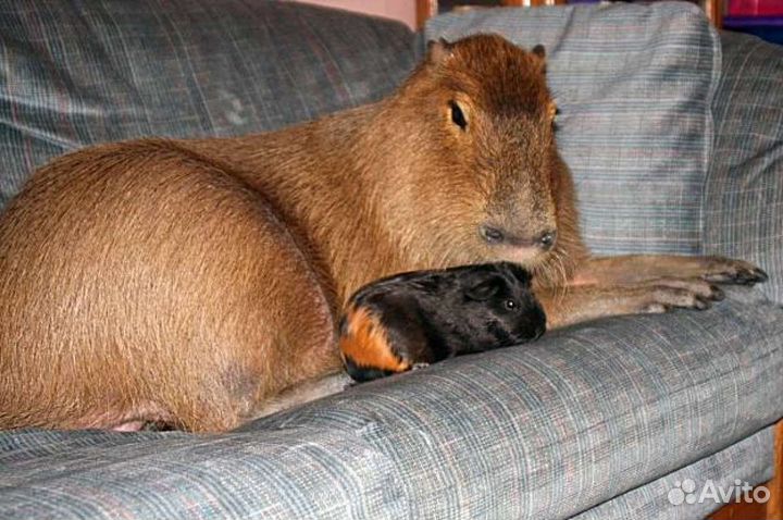 Морская свинка с клеткой (усвиновлю)