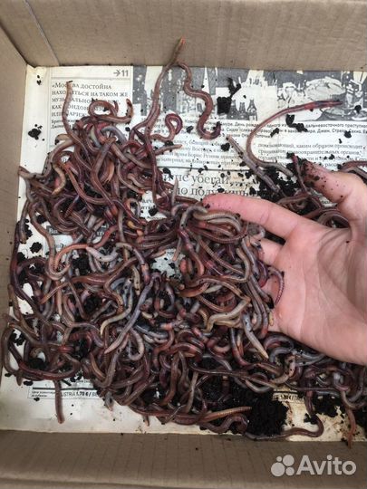 Червь дендробена