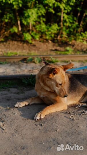 Смышленая Роза