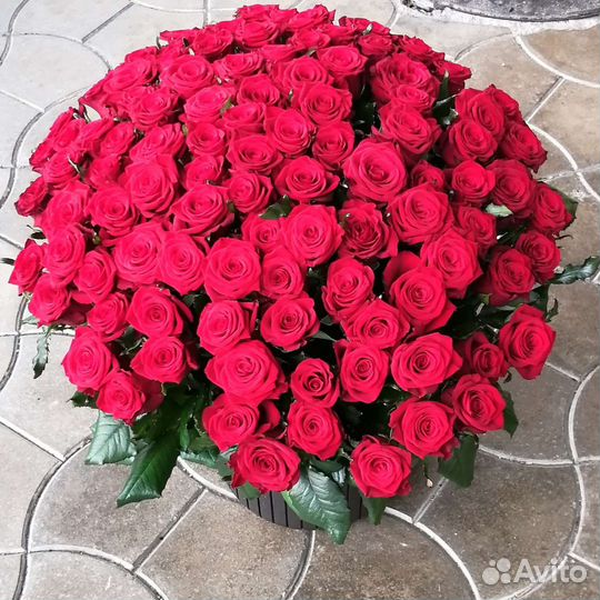 101 роза 50см