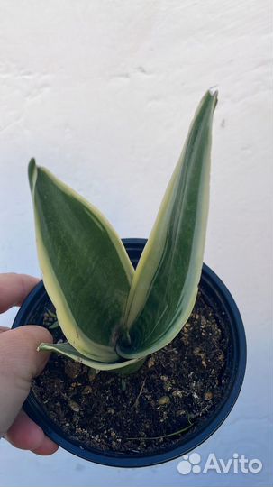 Домашние и уличные растения