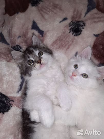 Продам котят Мейн-кун