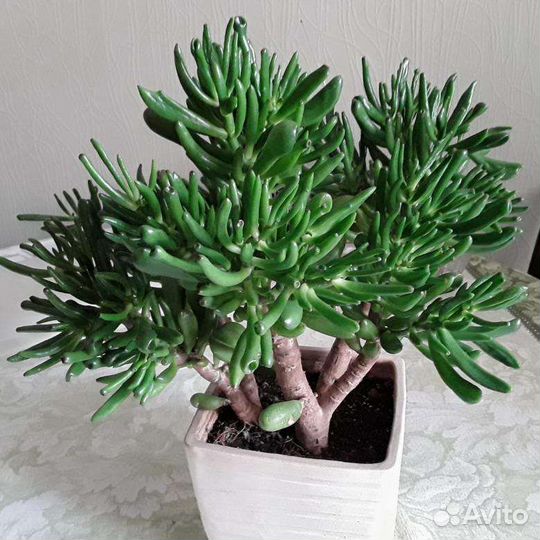 Крассула хоббит