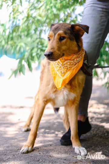 Хороший пес из приюта в поисках дома