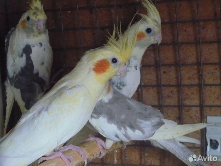 Молодые Кореллы