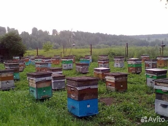 Мёд 2024 года из Алтая опт