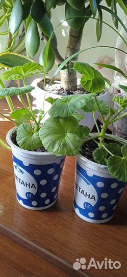 Фиалка цветущая. Панданус. Хлорофитум кудрявый