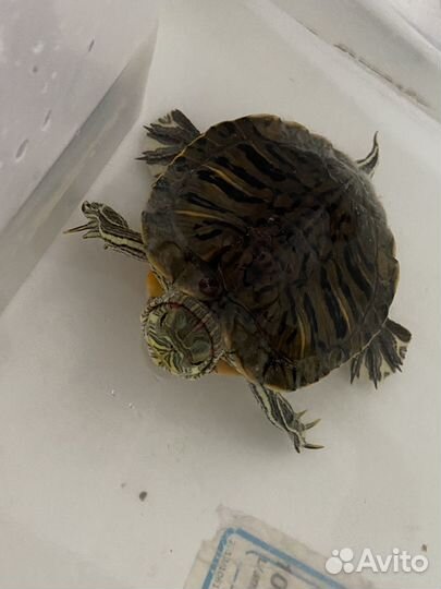 Красноухая черепаха