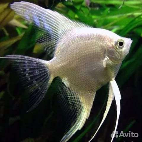 Скалярия манакапуру, дантум альбино, Рио-Нанай