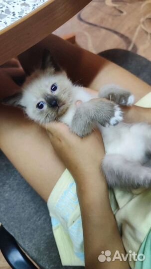 Кошка в дар бесплатно