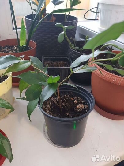 Комнатные цветы