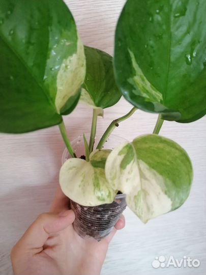 Филодендрон бразил, Эпипремнум хэппи лиф