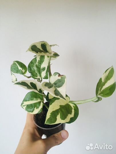 Сциндапсус (эпипремнум ) Н-Джой