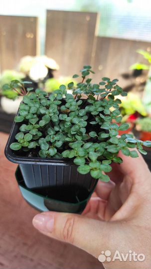 Коллизия мелколистная (ползучая)