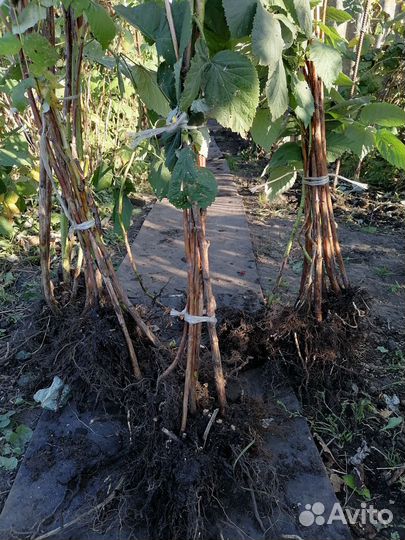 Саженцы малины