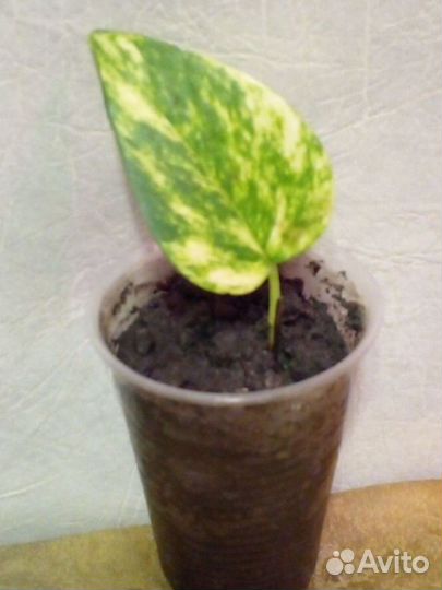 Декабристы.Традесканция.Рео.Ледебурия.Фикус.Сцинда