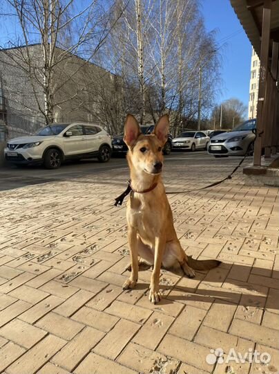 Собака стерилизованная молодая