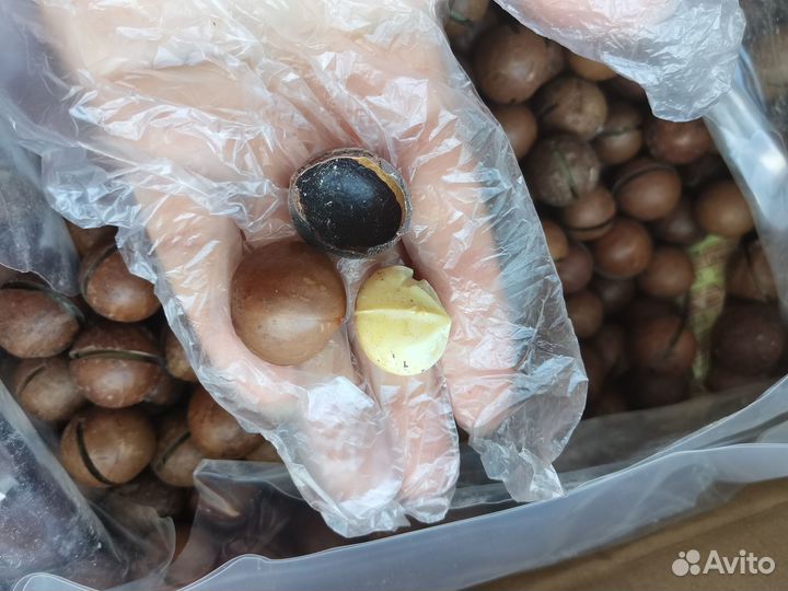 Макадамия орех