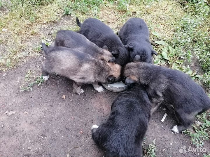 Отдам кутят