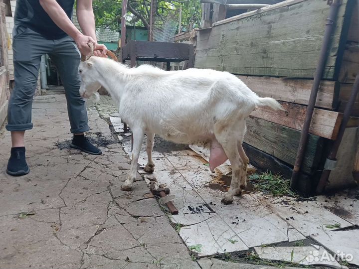 Козы и козлята ламанча