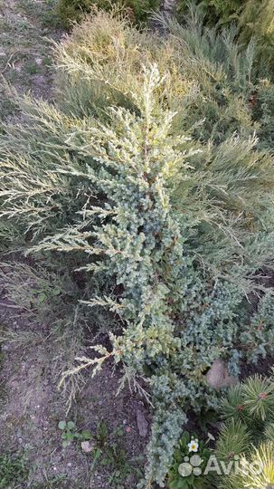 Можжевельники, декоративные кустарники