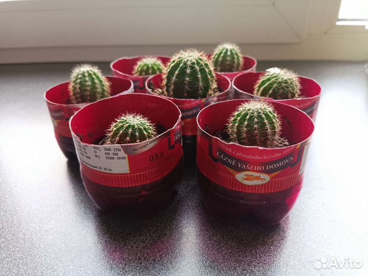 Кактусы дети цветущего кактуса