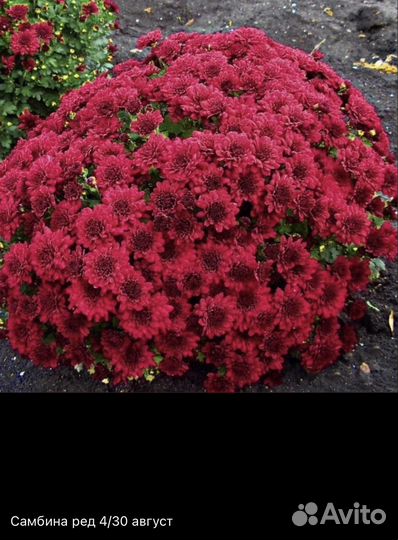 Хризантема мультифлора