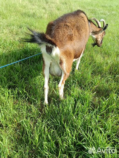 Коза дойная