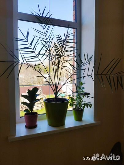 Финиковая пальма