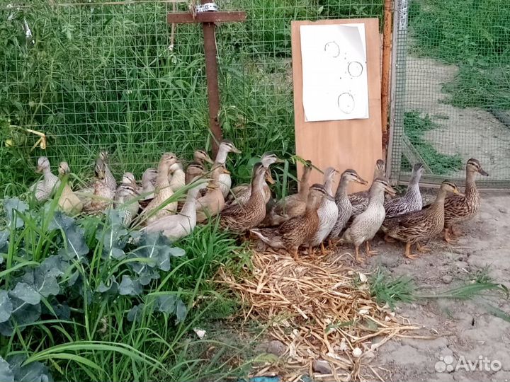 Утки дикие разных пород