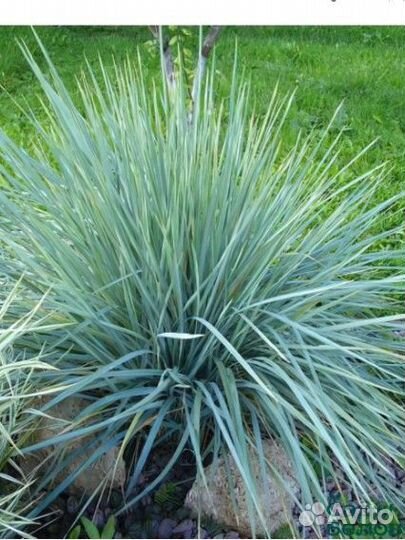 Элимус голубой рассада, декоративный злак