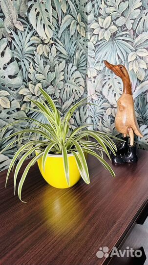 Хлорофитум