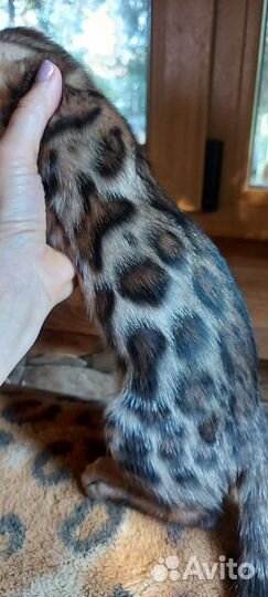 Леопардик бенгальский