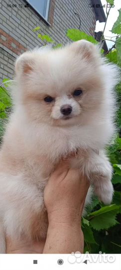 Померанский шпиц