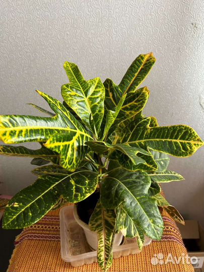 Кротон, тог уместен